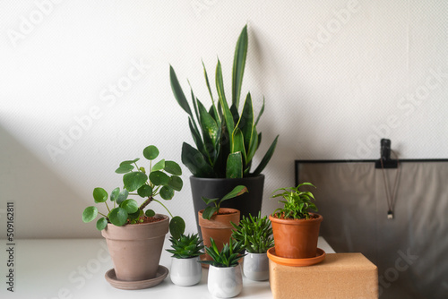 Zimmerpflanzen in Töpfen auf weißem Tisch vor weißer Wand