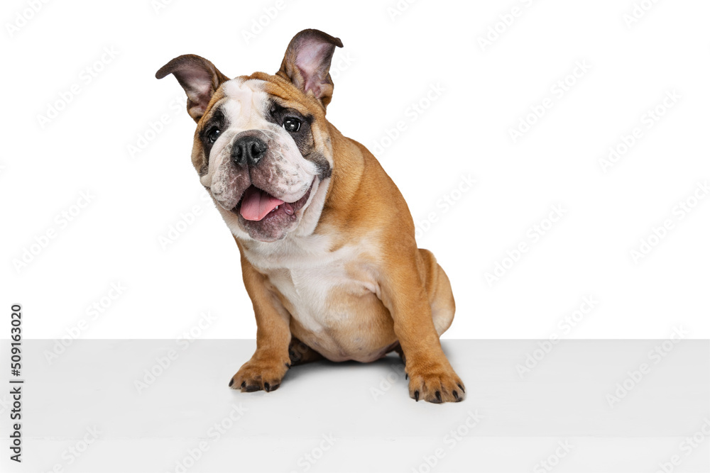 Portrait of beautiful purebred dog, bulldog puppy posing isolated on white studio background. Concept of animal, breed, vet, health and care Portrait of beautiful purebred dog, bulldog puppy posing isolated on white studio background. Concept of animal, breed, vet, health and care