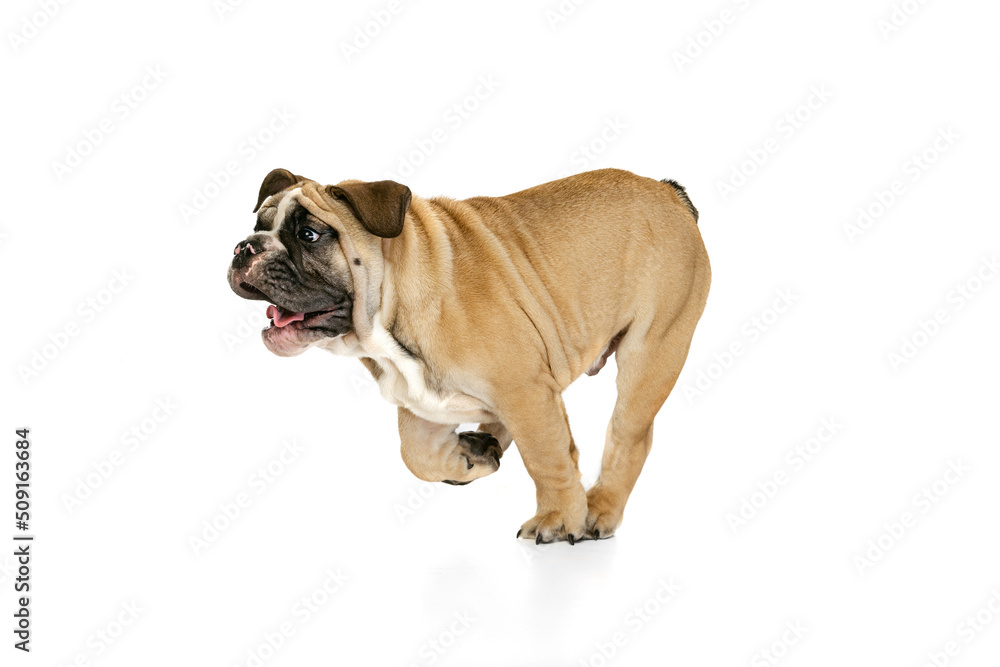 Brown color bulldog posing isolated on white studio background. Concept of animal, breed, vet, health and care