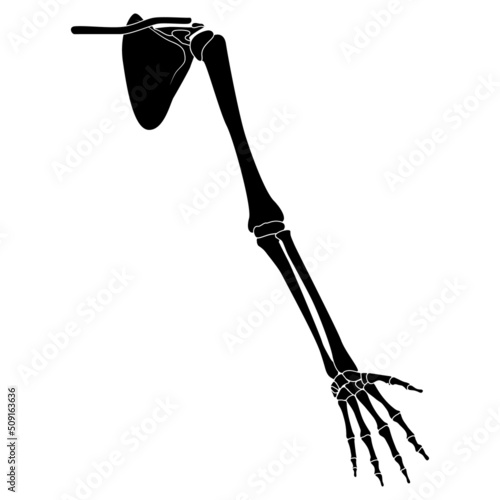 Skeleton Human arm with Shoulder girdle silhouette body bones - hands, forearms, clavicle, scapula front view flat black color concept Vector illustration of anatomy isolated on white background