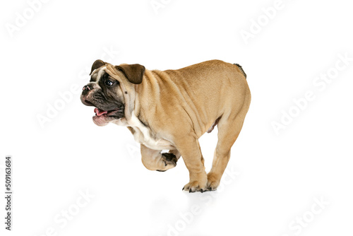Brown color bulldog posing isolated on white studio background. Concept of animal  breed  vet  health and care