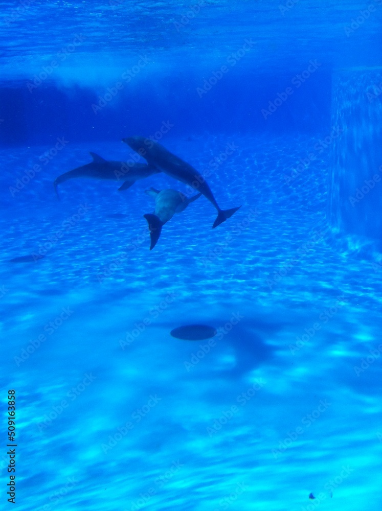 Obraz premium Dauphin