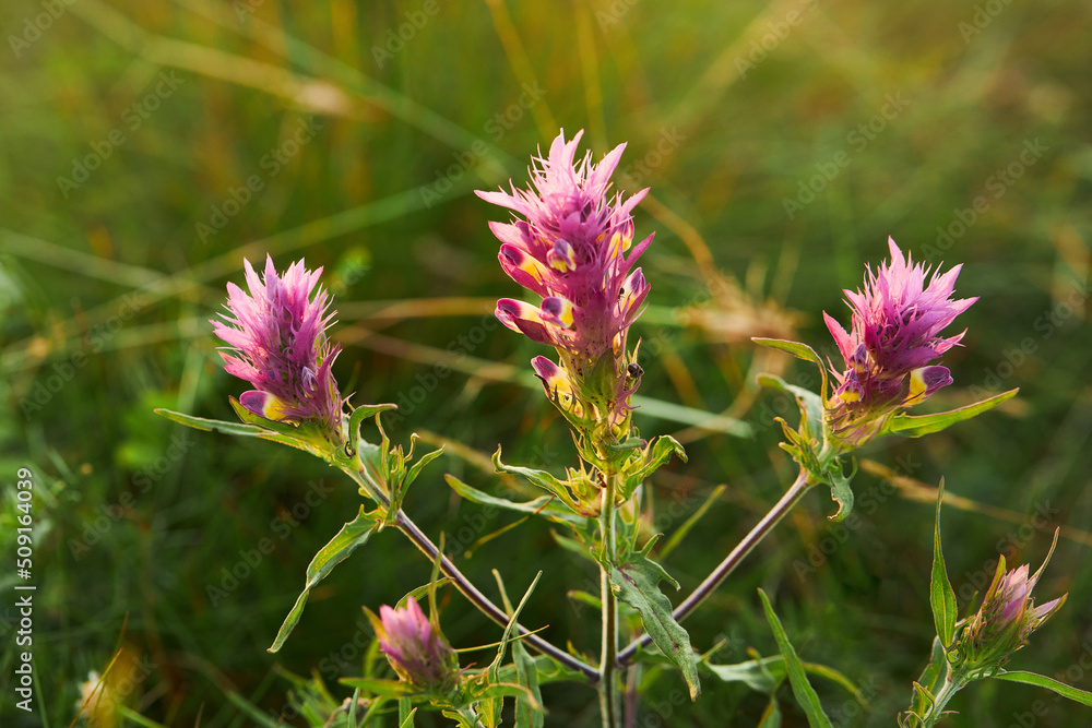 Blossoming pink cow-wheat plant. Melampyrum arvense. Blossoming pink cow-wheat plant. Melampyrum arvense.