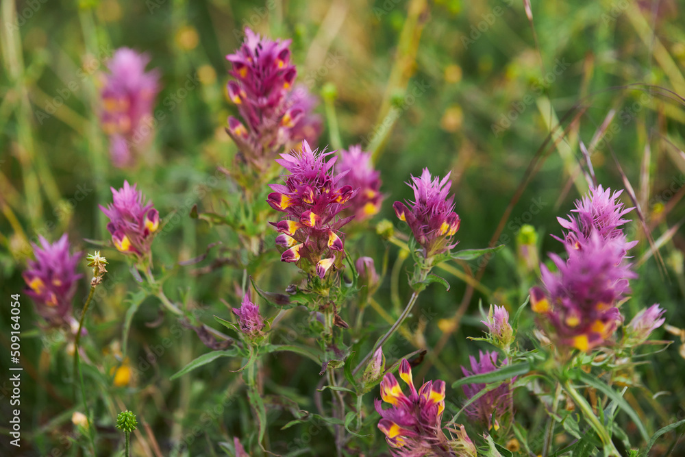 Blossoming pink cow-wheat plant. Melampyrum arvense. Blossoming pink cow-wheat plant. Melampyrum arvense.