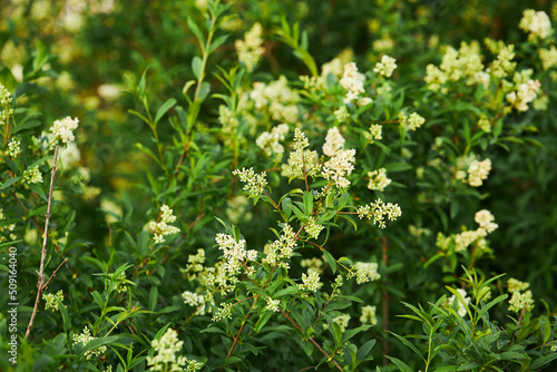 Εκτύπωση καμβά Ligustrum vulgare wild european privet white flowering plant, group of scented f