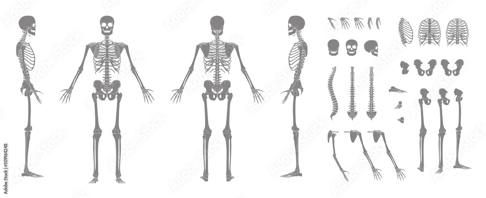 Set of Silhouette Skeleton Human bones body hands, legs, chests, heads vertebra pelvis, Thighs front back side view. Flat grey color concept Vector illustration of anatomy isolated on white background
