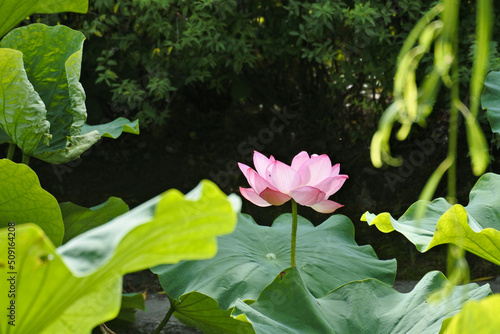           lotus flower