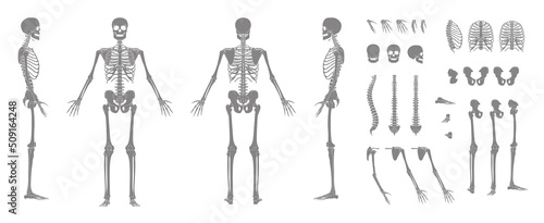 Set of Silhouette Skeleton Human bones body hands, legs, chests, heads vertebra pelvis, Thighs front back side view. Flat grey color concept Vector illustration of anatomy isolated on white background