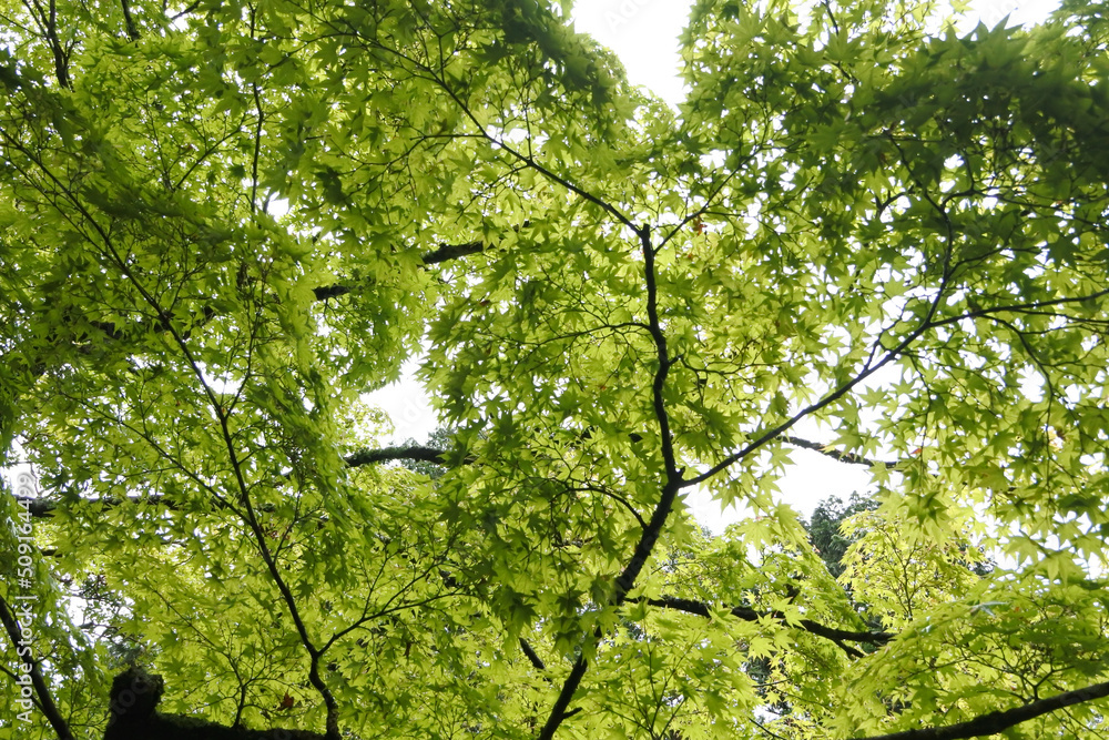 Fototapeta premium 新緑 new green leaves