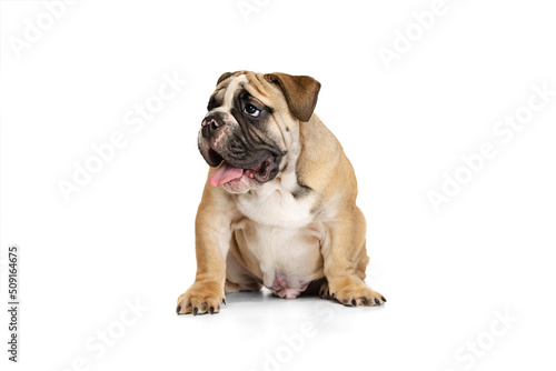 Portrait of beautiful purebred dog, bulldog puppy posing isolated on white studio background. Concept of animal, breed, vet, health and care © master1305