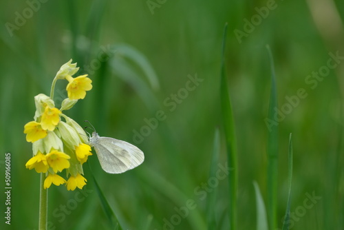 Quadro su tela Cryptic Wood White butterfly on a yellow cowslip flower