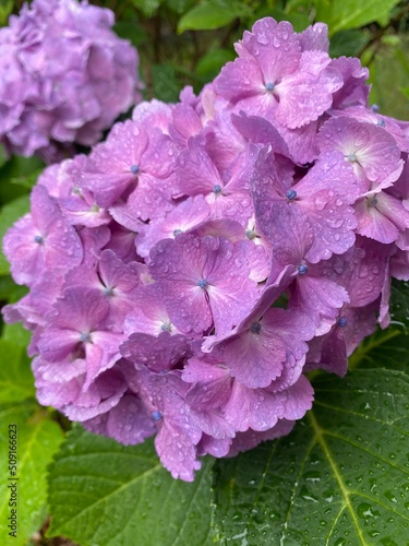 The beautiful purple hydrangeas covered with raindrops  the rainy season in Tokyo Japan year 2022 June 6th 