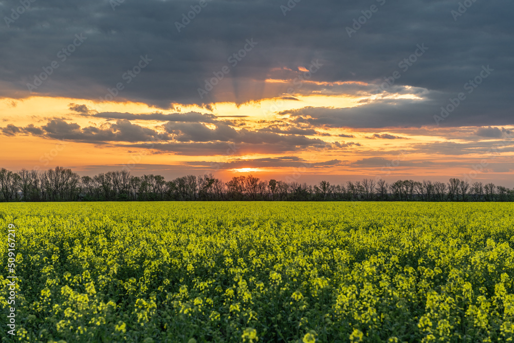 A field of blooming rapeseed against a cloudy sunset