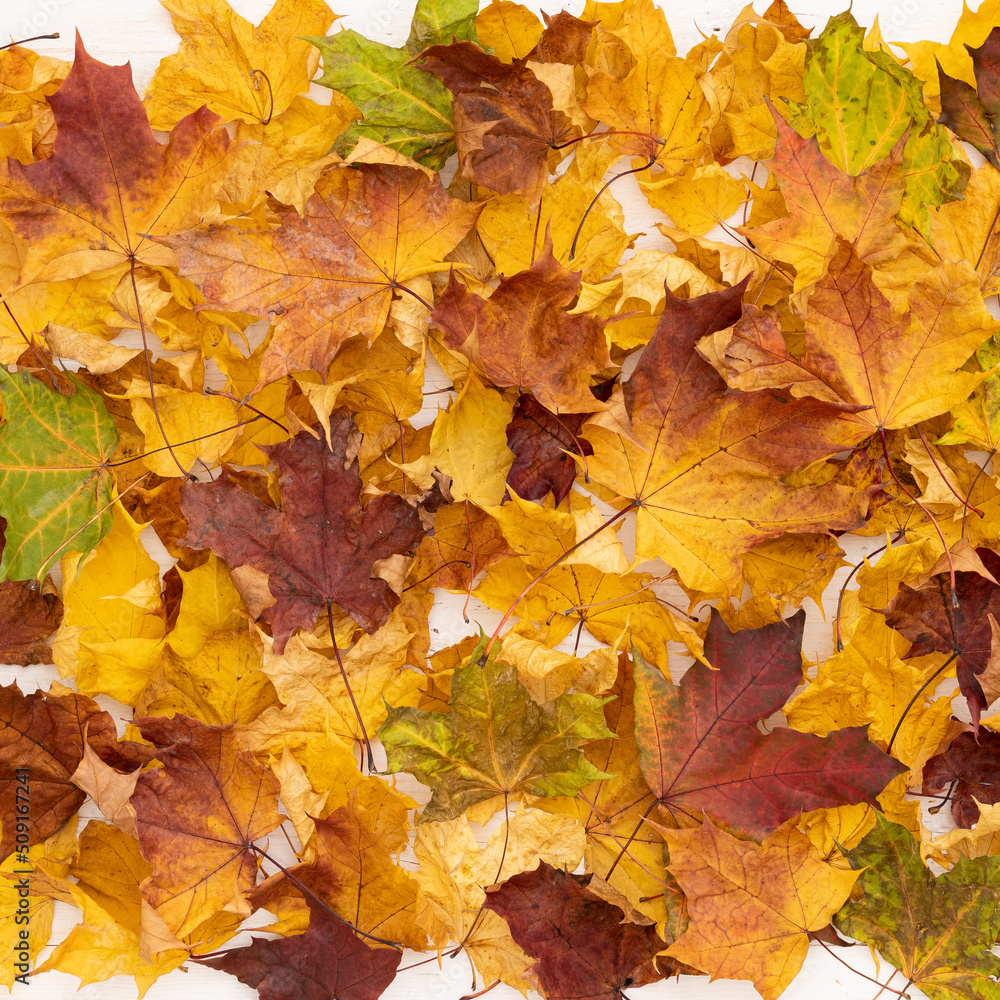 Closeup of Bright multicolored maple leaves lying on wooden background. Top view of the red, orange, yellow and green leaves of the maple. Bright colors of Autumn.