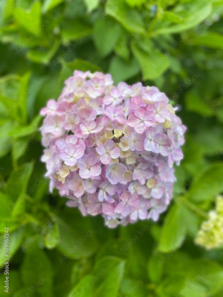 Light purple and yellow color hydrangeas blossom at the park of Ueno Tokyo downtown city year 2022 June 6th Light purple and yellow color hydrangeas blossom at the park of Ueno Tokyo downtown city year 2022 June 6th