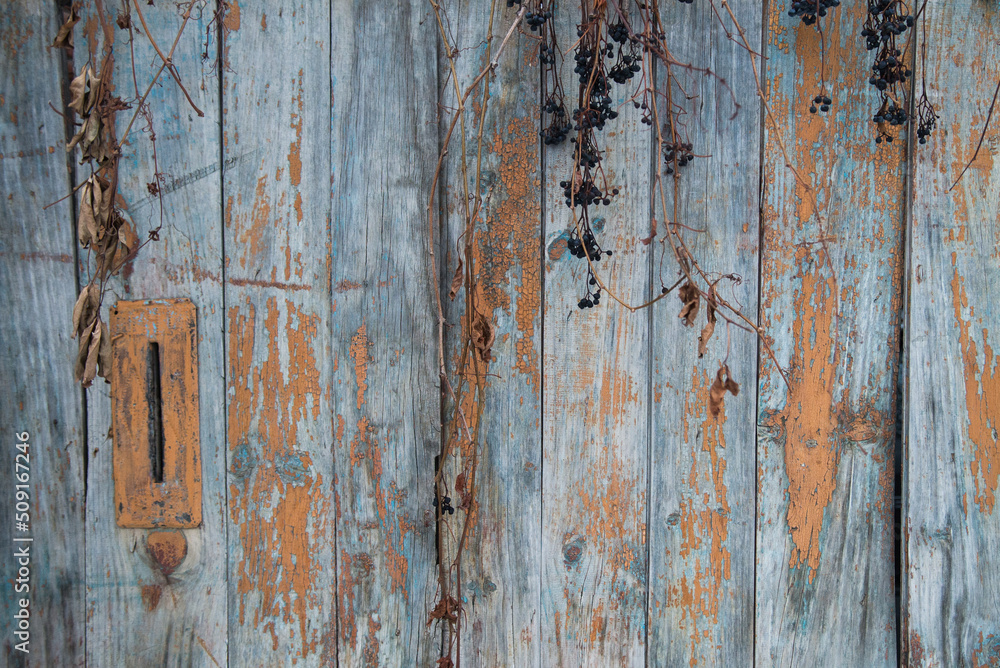 Wooden background with old paint and a branch of maiden grapes. Wooden background with old paint and a branch of maiden grapes.