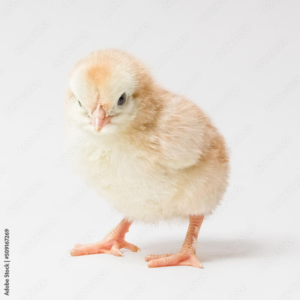 little yellow chicken stands on a white background little yellow chicken stands on a white background