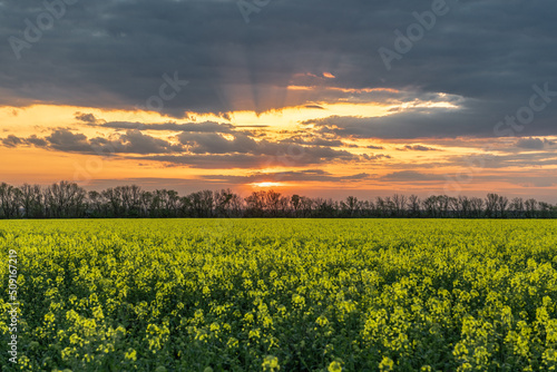 A field of blooming rapeseed against a cloudy sunset