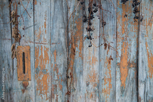 Wooden background with old paint and a branch of maiden grapes.
