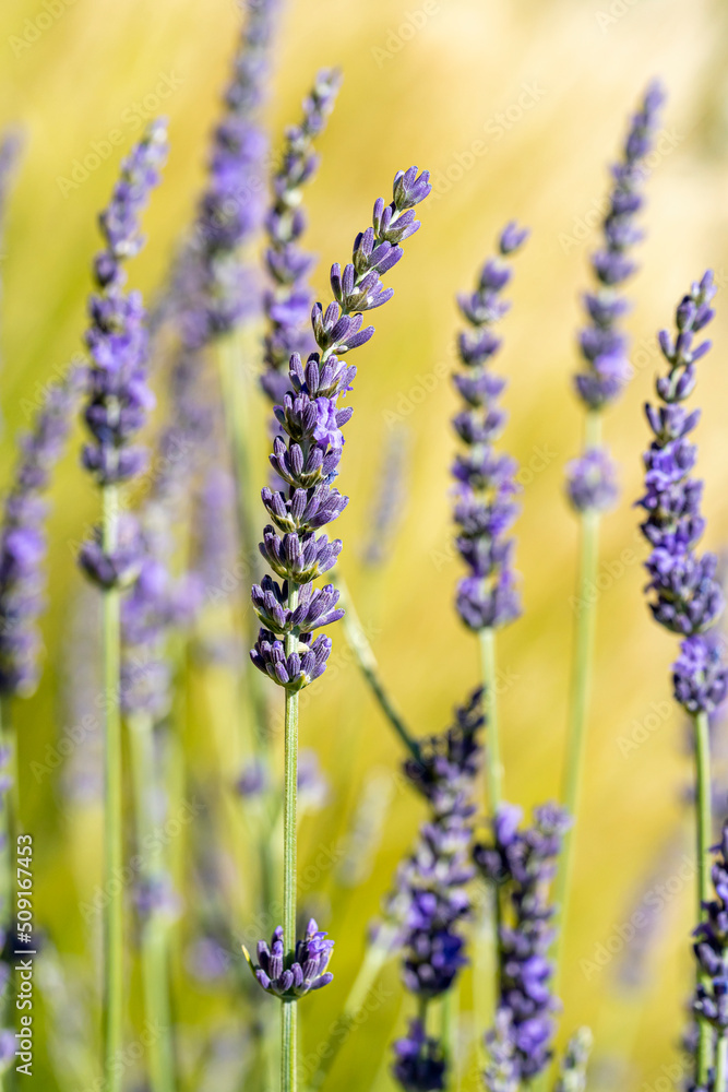 Fototapeta premium lavande
