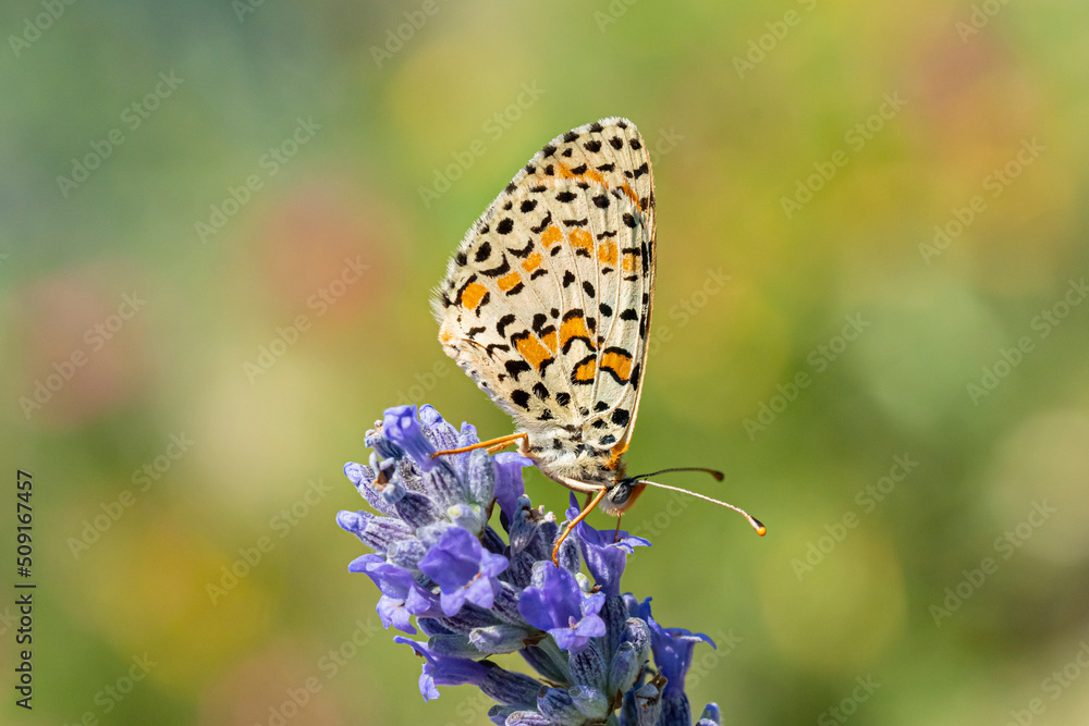 Obraz premium mélitée du bouillon blanc