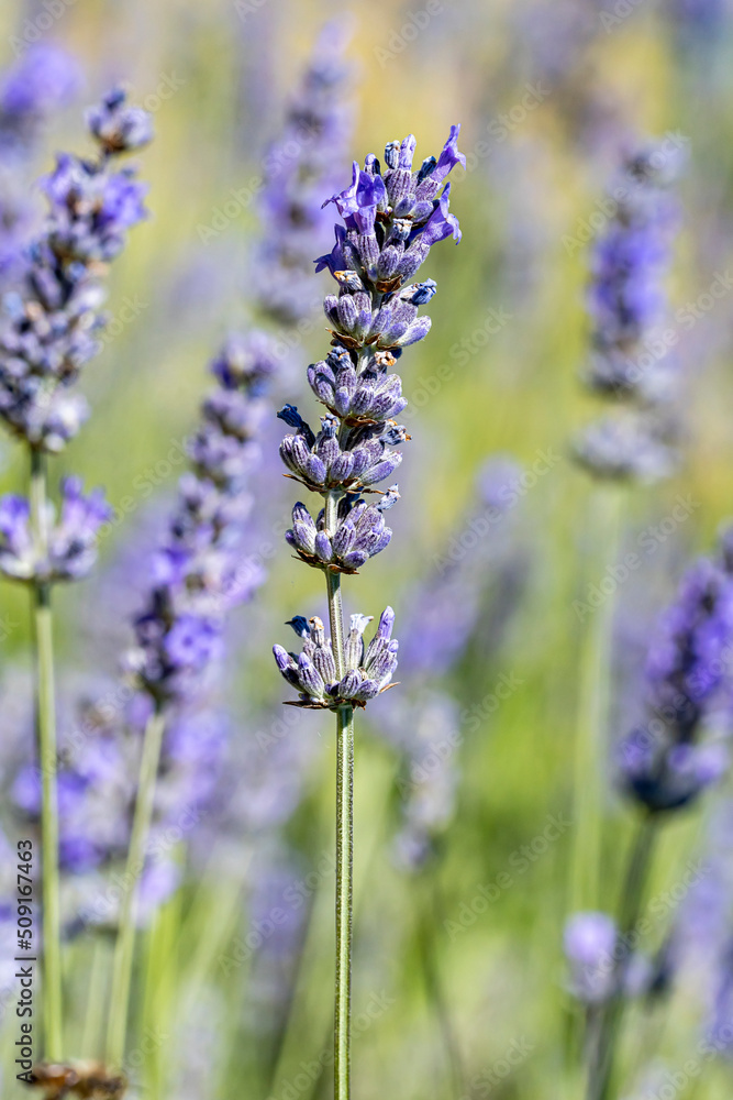 Obraz premium lavande