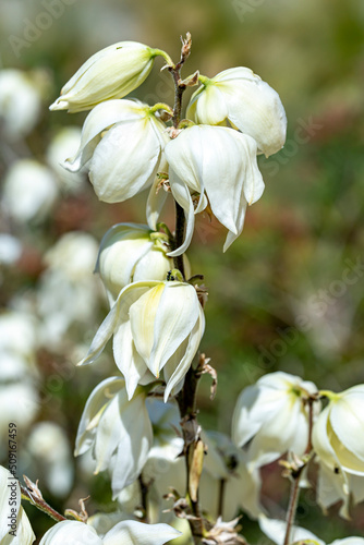 fleurs de yucca photo