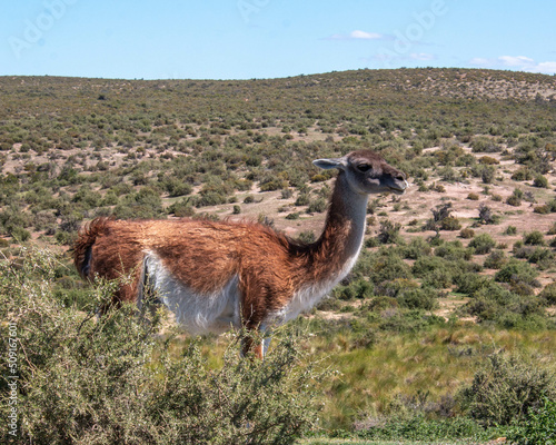 wild patagonic guanaco in the field, Argentina