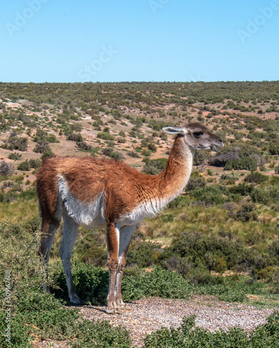 wild patagonic guanaco in the field, Argentina photo