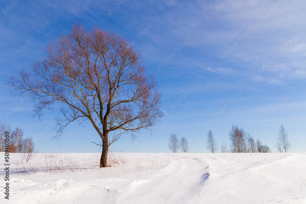 one beautiful spreading tree in the middle of a snowy field on a clear winter day one beautiful spreading tree in the middle of a snowy field on a clear winter day