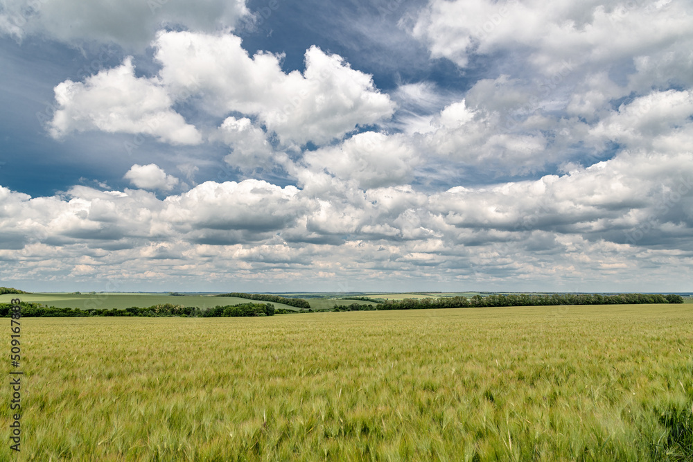 Endless rye fields under the cover of light clouds. Endless rye fields under the cover of light clouds.