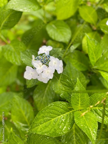 The half blooming hydrangea, with beautiful green leaves, the garden of Ueno park Tokyo Japan year 2022 June 6th on the rainy day