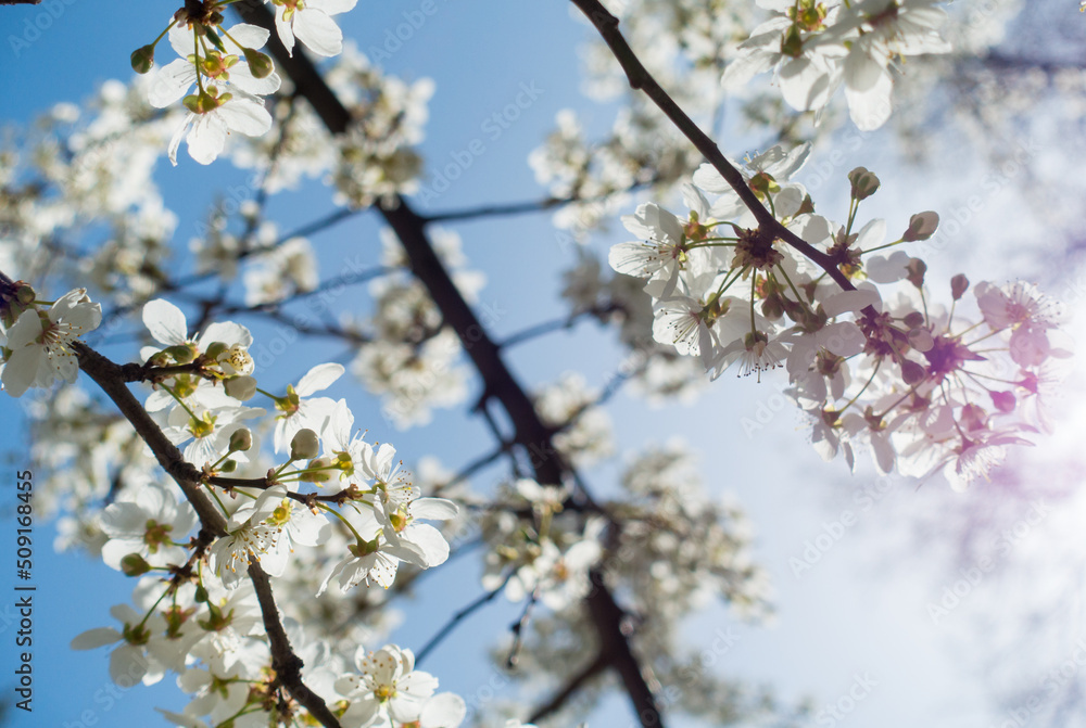 Flowering cherry against a blue sky. Cherry blossoms. Spring background Flowering cherry against a blue sky. Cherry blossoms. Spring background