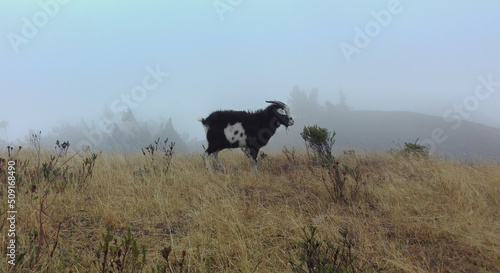 Solitary paramo goat wrapped in mist © andres