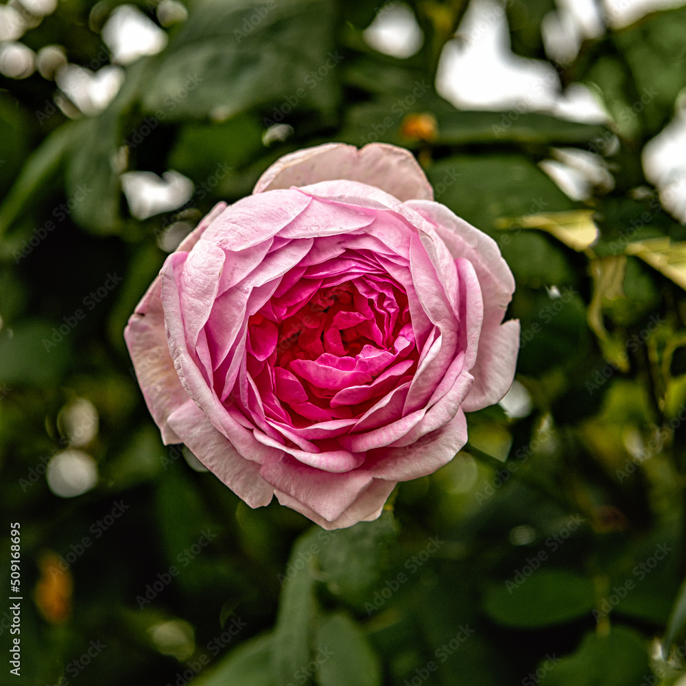 Rose flower on a background of green leaves. Rose flower on a background of green leaves.