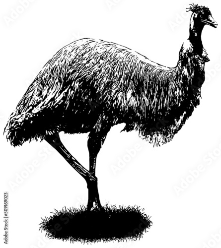 Emu in the grass vector illustration in black on white background 