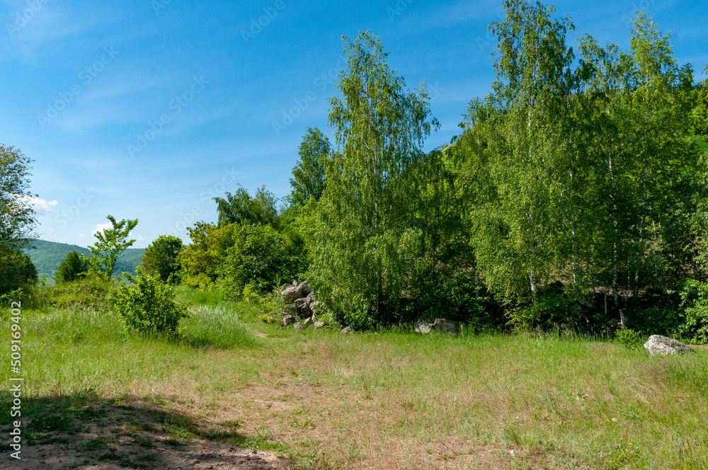 A forest in Samarskaya Luka National Park! A forest in Samarskaya Luka National Park!