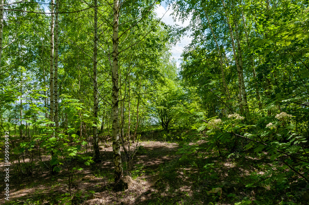 A forest in Samarskaya Luka National Park! A forest in Samarskaya Luka National Park!