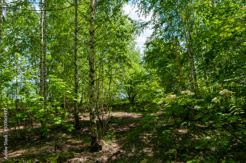 A forest in Samarskaya Luka National Park 