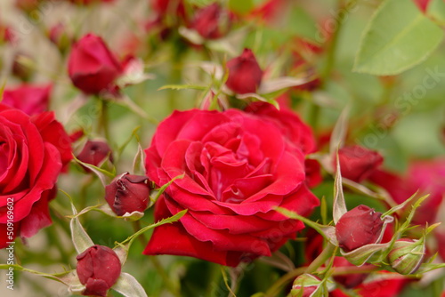 赤い薔薇