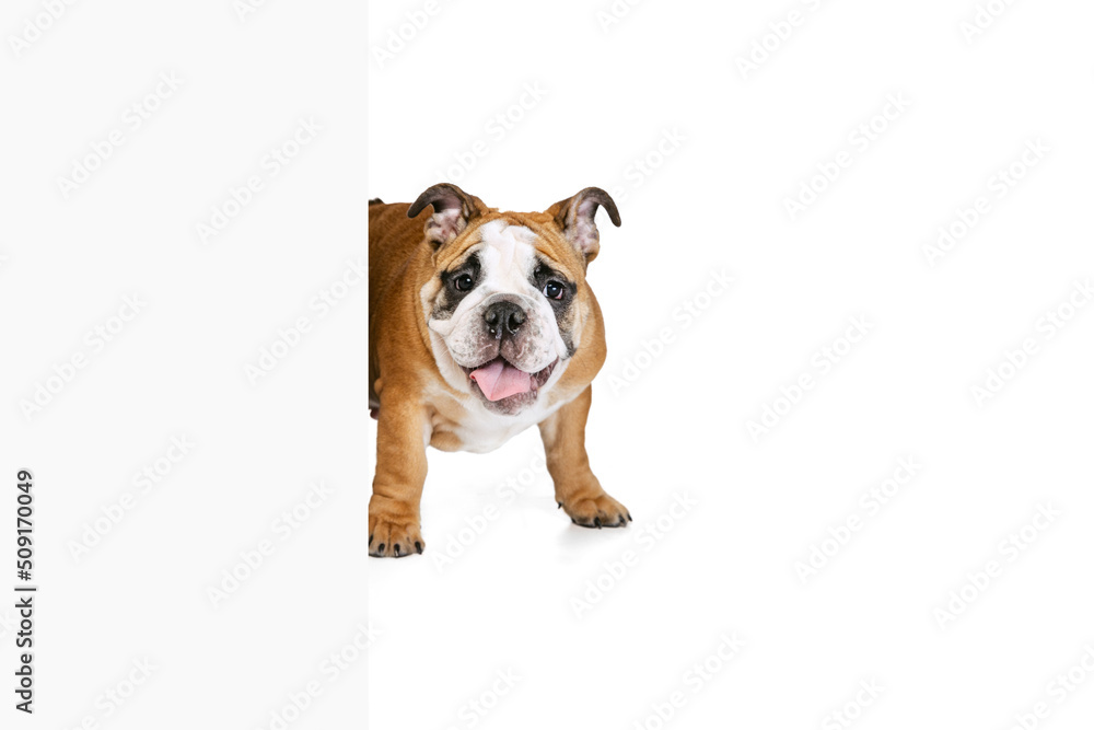 Brown color bulldog posing isolated on white studio background. Concept of animal, breed, vet, health and care Brown color bulldog posing isolated on white studio background. Concept of animal, breed, vet, health and care