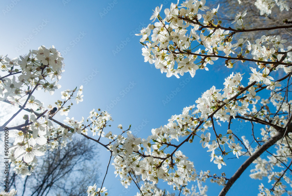 Flowering cherry against a blue sky. Cherry blossoms. Spring background Flowering cherry against a blue sky. Cherry blossoms. Spring background