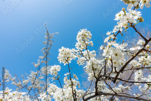 Wallpaper Mural Flowering cherry against a blue sky. Cherry blossoms. Spring background Torontodigital.ca