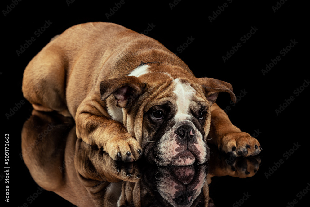 Studio shot of sand color dog, bulldog isolated over black studio background. Concept of motion, beauty, fashion, breeds, pets love, animal