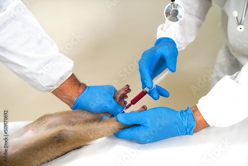  Monkeypox is a viral disease transmitted from animals to humans. A veterinarian takes the blood from the monkeys to be examined in a lab.