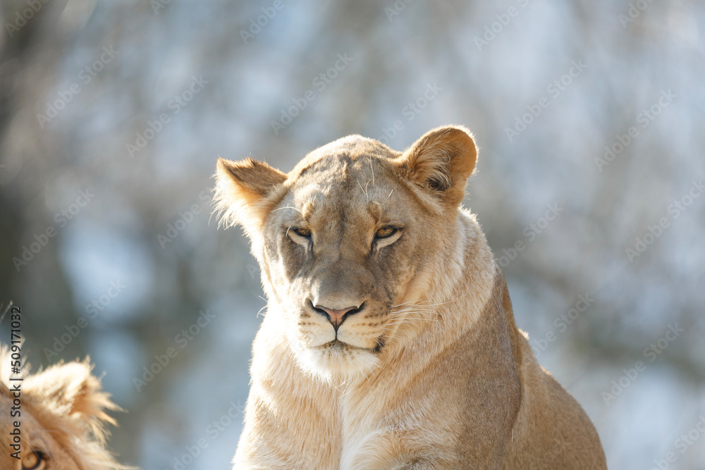 Naklejka premium Löwen