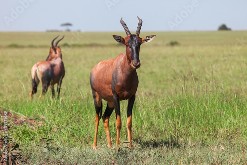 Antelope topi
