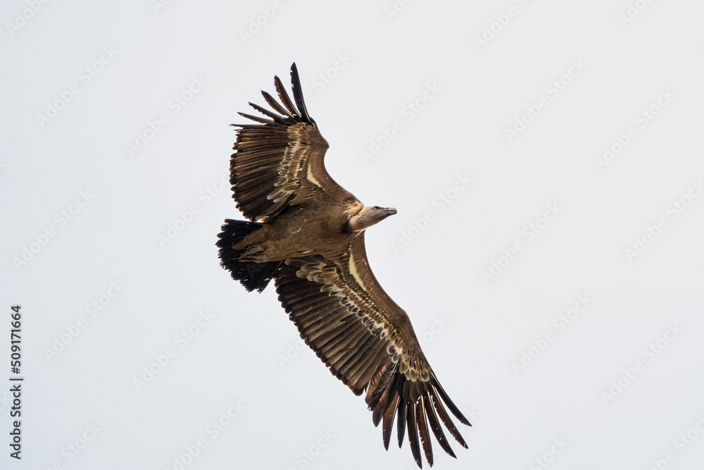 Griffon vulture, Gyps fulvus in Monfrague National Park. Extremadura, Spain Griffon vulture, Gyps fulvus in Monfrague National Park. Extremadura, Spain