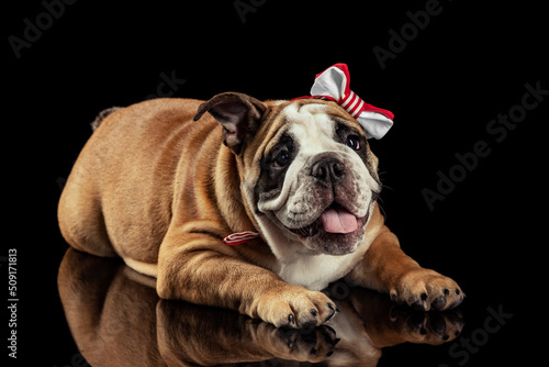 Studio shot of sand color dog, bulldog isolated over black studio background. Concept of motion, beauty, fashion, breeds, pets love, animal