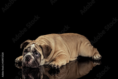 Studio shot of sand color dog, bulldog isolated over black studio background. Concept of motion, beauty, fashion, breeds, pets love, animal © master1305